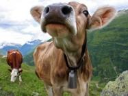 Vacas suizas