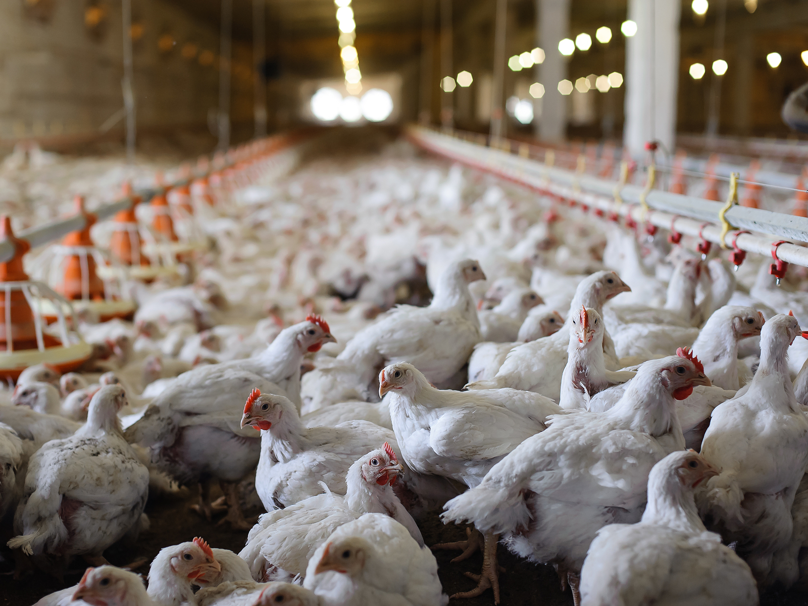 Empleados de industria avícola tienen que usar pañal para no detener  producción
