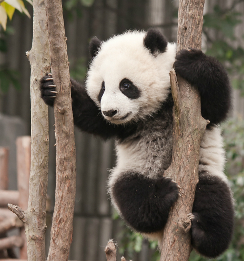 La Marca Oso Panda Una Especie En Extincion