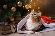Christmas-New Year-Navidad-Bigstock