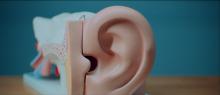 Modelo de oreja y oído humano