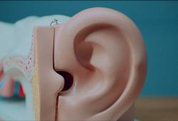 Modelo de oreja y oído humano