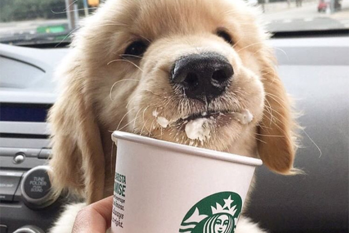 image puppuccino bebida starbucks para perros