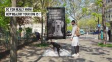Campaña destacada: Street-Vet, la innovadora campaña de Purina con la publicidad exterior