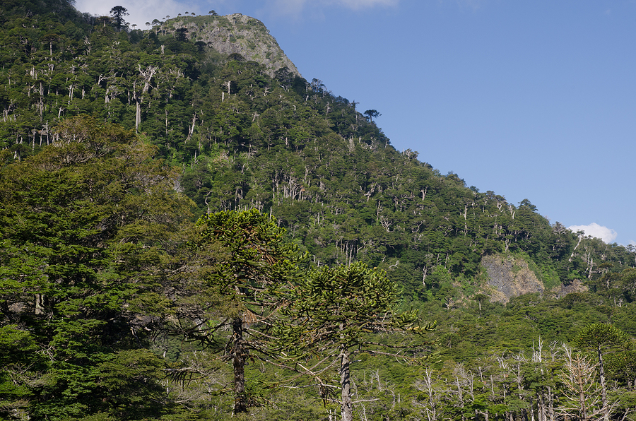 The American giant enters the forest sector in Patagonia