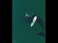 Video viral de unas ballenas hace historia (1)