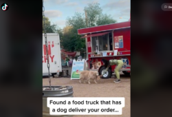 perro ayudante para entregar comida