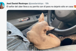 conductor Uber perro