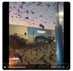 Cuervos invaden Walmart