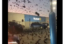 Cuervos invaden Walmart