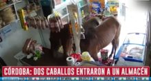 caballos en tienda argentina