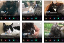 gatitinder Tinder para gatos que es furor en instagram