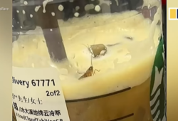 Consumidora halla cucaracha en su café de Starbucks