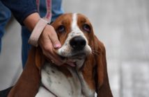 Google demanda a estafador basset hound
