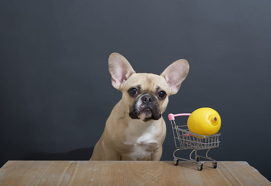 Louis Vuitton vende bolsa para heces de perro, tiene un costo de