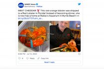 red lobster langosta anaranjada