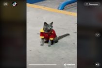 gato uniforme Oxxo