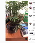 conectó sus plantas a WhatsApp