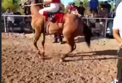 caballo de carreras