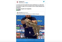 maldición gato Brasil Qatar