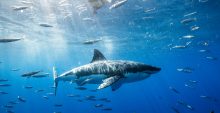 Establecen multa de más de 300 mil a bloguera que cocinó a tiburón blanco