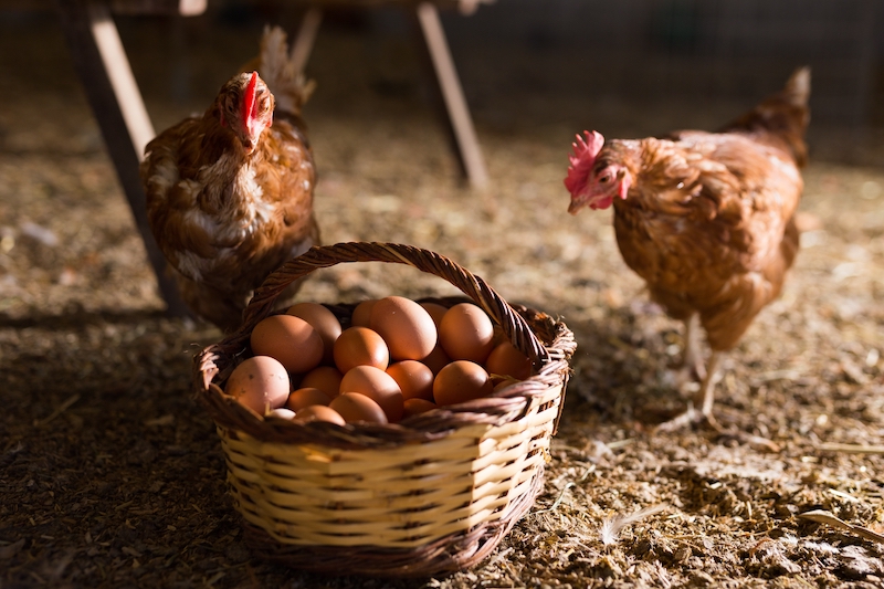 Brote de gripe aviar llega a gallinas ponedoras
