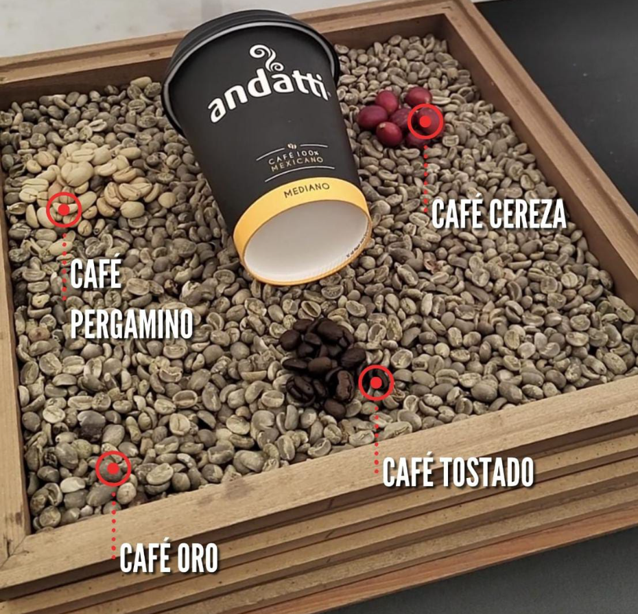 Transformación de la semilla en café