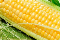 En juego canasta básica por culpa de maíz transgénico