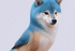 Elon Musk reemplaza en Twitter el clásico logo del pájaro azul por "Dogecoin"