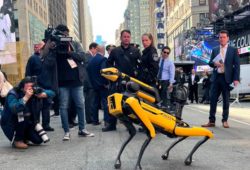 perros roboticos nueva york