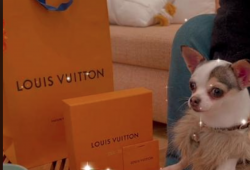 Perro millonario recibe lujoso regalo Louis Vuitton desde París
