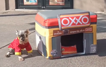 Emprendedores crean los "Oxxitos" para mascotas