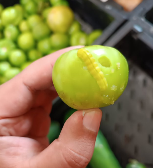 Worm niespodzianka, sklep Walmart z nagrodą