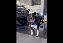 Mercedes-Benz Designs Custom Wheelchair for a Dog