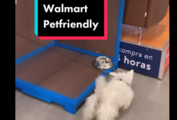 Ahora los perros pueden viajar en los carritos de Walmart