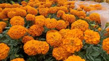 Marigolds, known as "cempasúchil"