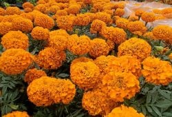 Marigolds, known as "cempasúchil"