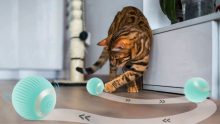 gadgets juguetes interactivos para gatos pelota amazon
