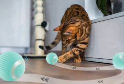gadgets juguetes interactivos para gatos pelota amazon