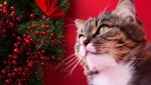 25 regalos de Navidad para gatos y sus humanos