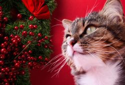 25 regalos de Navidad para gatos y sus humanos