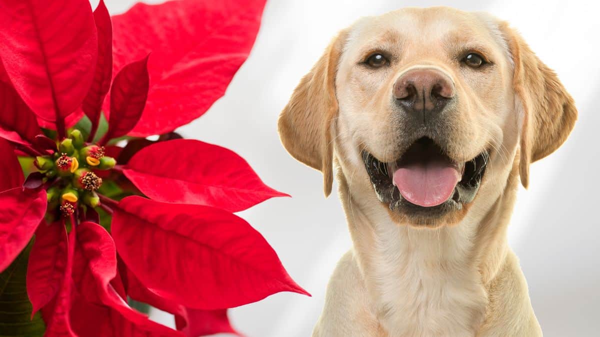 Dog eats hot sale poinsettia leaf