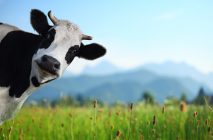 Nikon desarrolló una IA para detectar el parto de vacas