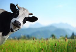 Nikon desarrolló una IA para detectar el parto de vacas