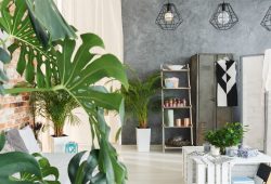 Las mejores plantas para decoración de interiores según RE/MAX Foto: Especial