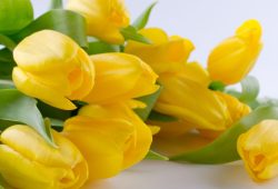 21 de marzo flores amarillas