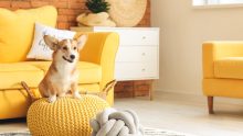 Las ideas RE/MAX para la comodidad de tus mascotas dentro de tu hogar Foto: Especial