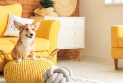 Las ideas RE/MAX para la comodidad de tus mascotas dentro de tu hogar Foto: Especial