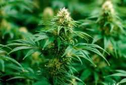 DEA to Reclassify Marijuana as a Less Dangerous Drug