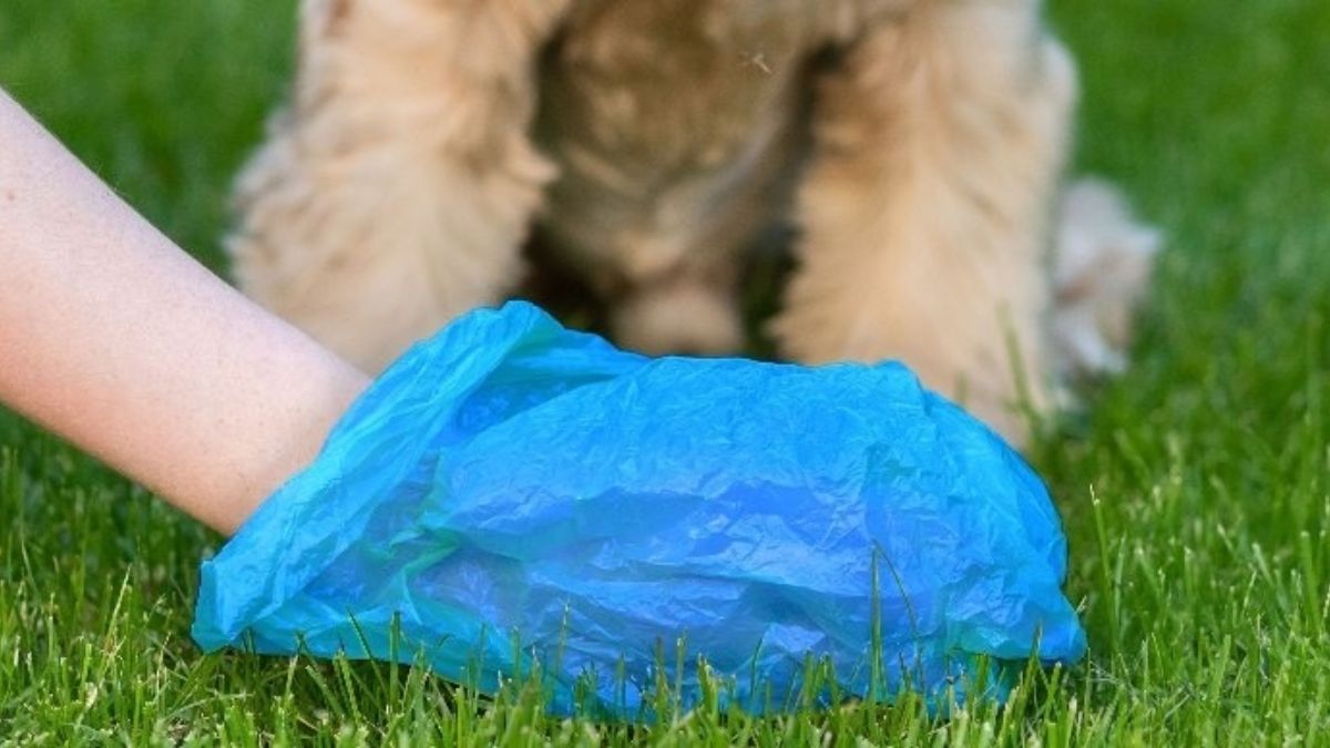 bolsa de perro 